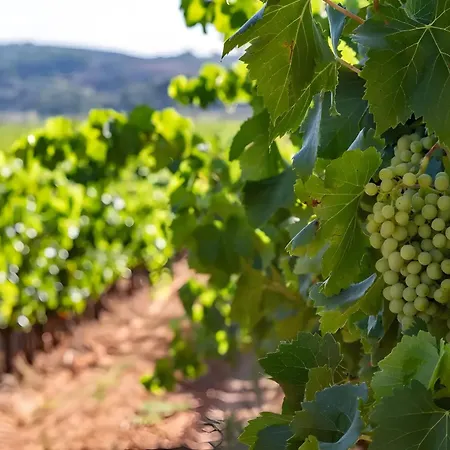 Nocleg ze śniadaniem Domaine De Saint Jean